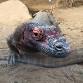 Komodo Dragon Feeding event image