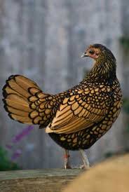 Agen Sabung Ayam Online Ayam Sebright Atau Ayam Batik Merupakan Ayam Hias Jual Ayam Hias Batik Akan Lebih Tinggi Harganya Ayam Fotografi Hewan Burung Cantik
