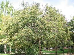 Image result for Ligustrum lucidum