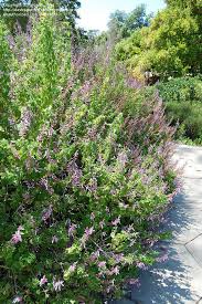 Image result for Ocimum labiatum