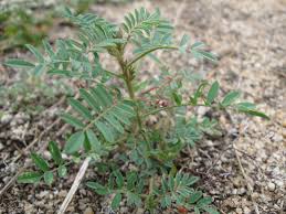 Image result for Indigofera zenkeri