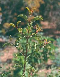 Image result for Euclea undulata