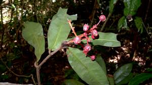 Image result for Ochnaceae