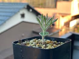 Image result for Eriospermum roseum