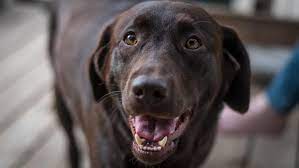 Hiermit möchten wir ihnen einen kleinen einblick in unser zuhause geben. Labrador In Not Vermittlung Labradorseite De