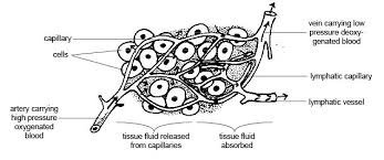 Anatomy And Physiology Of Animals Lymphatic System