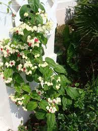 Hardy and reliable, the western bleeding heart looks more fragile than it is. Plantfiles Pictures Bleeding Heart Vine Glory Bower Clerodendrum Thomsoniae By Rozilynn Bleeding Heart Vine Bleeding Heart Bleeding Heart Plant