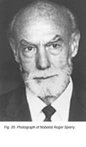 10.2 Regeneration in the visual system of adult mammals. by Yves Sauve and  Frederic Gaillard