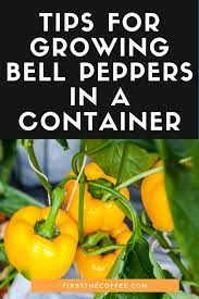 Tips For Growing Bell Peppers In A Container Growing Bell Peppers Stuffed Peppers Stuffed Bell Peppers