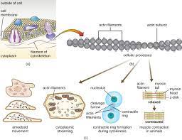 An animal cell is any cell found in an organism from the kingdom animalia. Unique Characteristics Of Eukaryotic Cells Microbiology