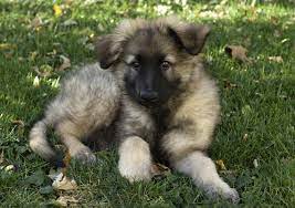 Find your new companion at nextdaypets.com. Shiloh Shepherd Dog Breed Information And Pictures Petguide