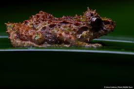 Image result for Pristimantis mutabilis