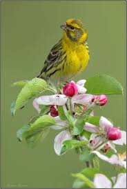 Girlitz Im Mai Forum Fur Naturfotografen Girlitz Vogel Bestimmen Vogel Fotos