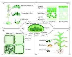 The Chloroplast Structure And Function In Connection To Location The Download Scientific Diagram