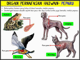Sekian dan terima kasih telah. Haiwan Science Quiz Quizizz