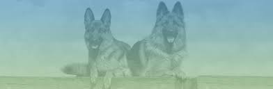Odkryj dog jerman shepherd pet portrait brown stockowych obrazów w hd i miliony innych beztantiemowych zdjęć stockowych, ilustracji i wektorów w kolekcji shutterstock. The German Shepherd