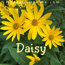 Check spelling or type a new query. 101 Best Flower Names For Dogs With Descriptions Happy Go Doodle