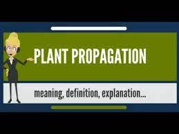 What Is Plant Propagation What Does Plant Propagation Mean Plant Propagation Meaning Youtube