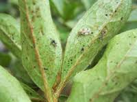 A forceful stream of water should be enough to dislodge stubborn pests. Control Of Lace Bugs On Ornamental Plants Uga Cooperative Extension