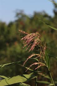 Image result for Phragmites australis
