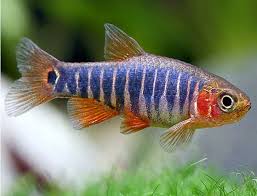 Black And White Striped Fish Freshwater Emerald Dwarf Rasbora Fish Aquarium Fish Freshwater Fish
