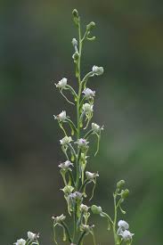Image result for Mikania sagittifera