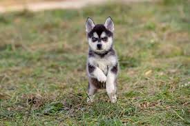 shenok alyaskinskij kli kaj mini haski pitomnik art simpatiya puppy alaskan klee kai mini husky alyaskinskij kli kaj sobaki haski