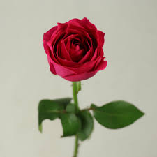 Maybe you would like to learn more about one of these? Ecuadorian Roses Natural Pink Rose Flowers Fresh Cut Flowers Big Pink Rose For Wedding Decoration Buy Fresh Cut Flowers Roses Flower Ecuadorian Roses Fresh Cut Flowers Roses Flower Ecuadorian Roses Good Quality Roses