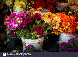 Get ftd® flower delivery today! Bouquet Of Fresh Dahlia Flowers For Sale At A Farmers Market In Copley Square Boston Massachusetts Dahlia Pinnata Stock Photo Alamy