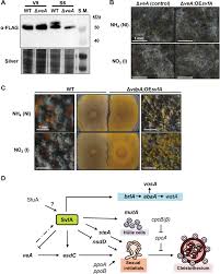 Tlc = fvc + rv. Survival Factor Svfa Plays Multiple Roles In Differentiation And Is Essential For Completion Of Sexual Development In Aspergillus Nidulans Scientific Reports
