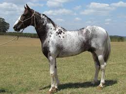 cool coat and colour markings page 61 rare horses horses unusual horse