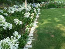 Stunning Agapanthus Plants For Your Garden Agapanthus Garden White Agapanthus Agapanthus Plant