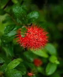 Image result for Combretum acutifolium