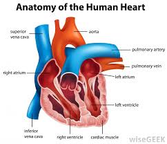Heart lies in the middle mediastinum. What Is The Apex Of The Heart With Pictures