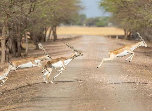 Game Hunting by Maharajas to Bushmeat Poaching: Blackbucks killed in Thousands