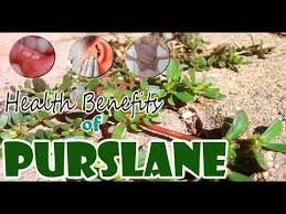Medicinal benefits of purslane the medicinal benefits of purslane (1) include the vegetable's ability to facilitate shedding of excessive body weight and aid in the preservation of cardiac and digestive health. Edible Wild Plants Many Nutrition And Health Benefits Of Purslane Gardening Tips Youtube