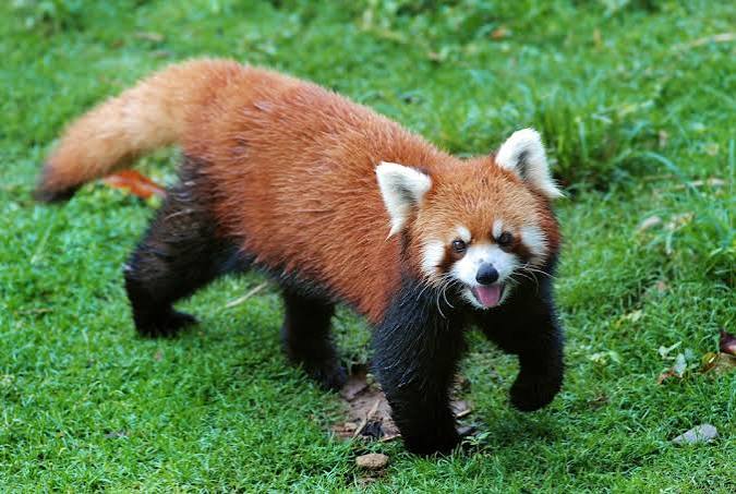 Red Panda | National Geographic Kids