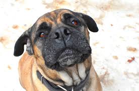 American Mastiff