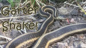 Find garter snakes in reptiles & amphibians for rehoming | buy, sell or adopt reptiles and amphibians in canada. Huge Garter Snake Youtube