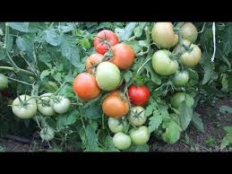 можно ли сажать помидоры по два в лунку видео Hity Sredi Tomatov Obyazatelno Poseyu Ih Snova Youtube Ogorodnichestvo Vyrashivanie Pomidorov Domiki V Sadu