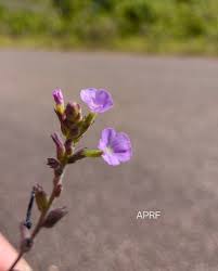 Image result for Anticharis