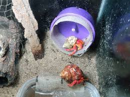 Hermit crab cage decorations for rooms. 14 Popular Toys For Pet Hermit Crabs Animal Hype