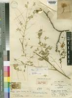 Image result for Albizia zimmermannii