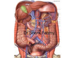 Webmd's abdomen anatomy page provides a detailed image and definition of the abdomen. Posterior Abdominal Wall Anatomy Of The Abdomen