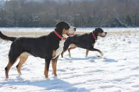 The greater swiss mountain dog, a huge teddy bear by all accounts, makes a great pet for the right family. Swisshaven Great Swiss Mountain Dogs Home Facebook