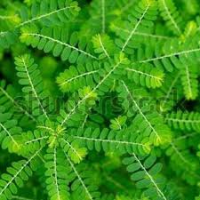 Image result for Phyllanthus odontadenius