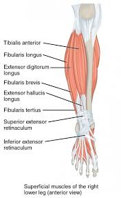 Keep reading for more information. Skinuti Se Skroman Tijesan Leg Lower Part Flybirdphoto Com