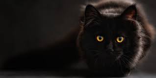 Maybe you would like to learn more about one of these? What Is A Cat International Cat Care
