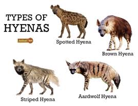 International Hyena Day | IUCN Status | IAS exam