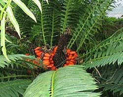 Image result for Encephalartos schmitzii